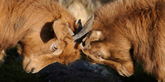 Dispute of Two Brown Goats Head Butting Each Other, Hudack Law Estate Planning Attorney in Corona.