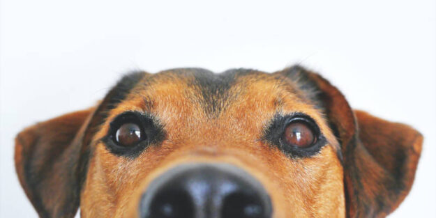 A Closeup Photo of a Brown and Black Dog Face, Estate Planning Attorney.