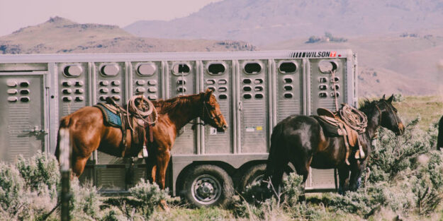 Two Black And Brown Horses Tie Up To A Trailer From Farmers And Ranchers, Corona Estate Planning Attorney.