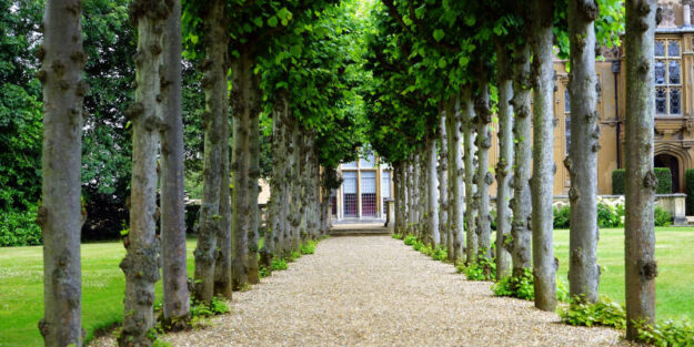 A Pathway Between Trees Towards Probate, Corona Estate Planning Attorney.